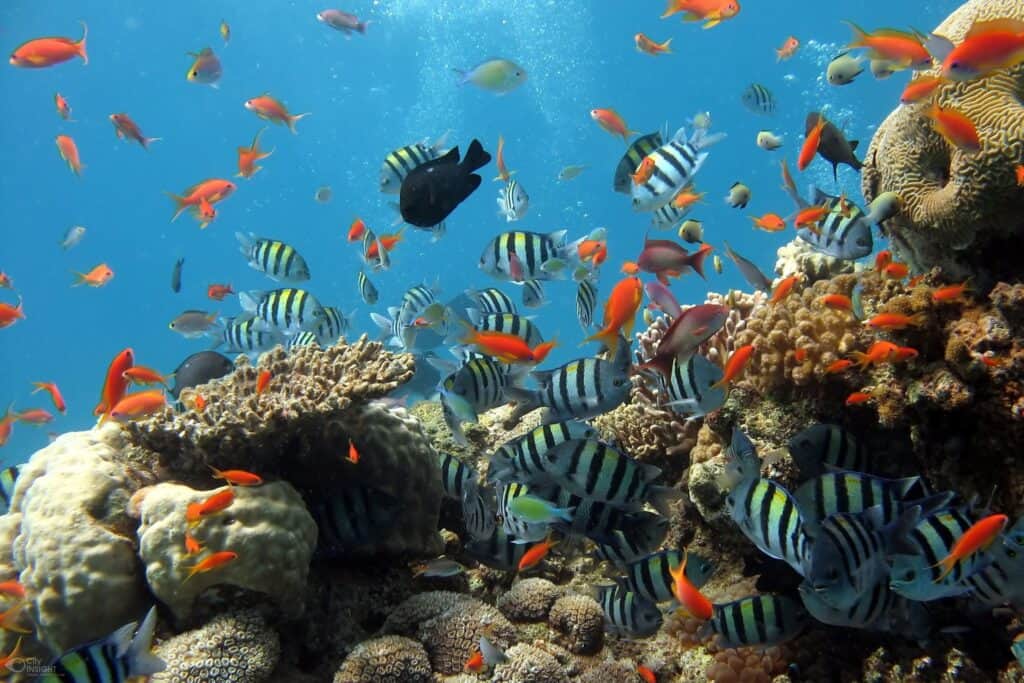fish tank