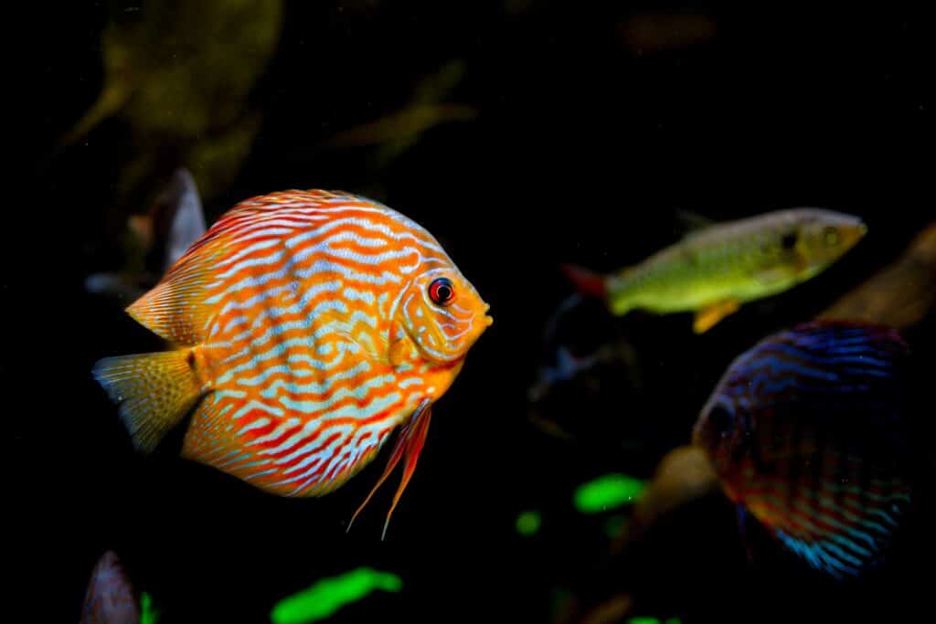 tropical aquariums