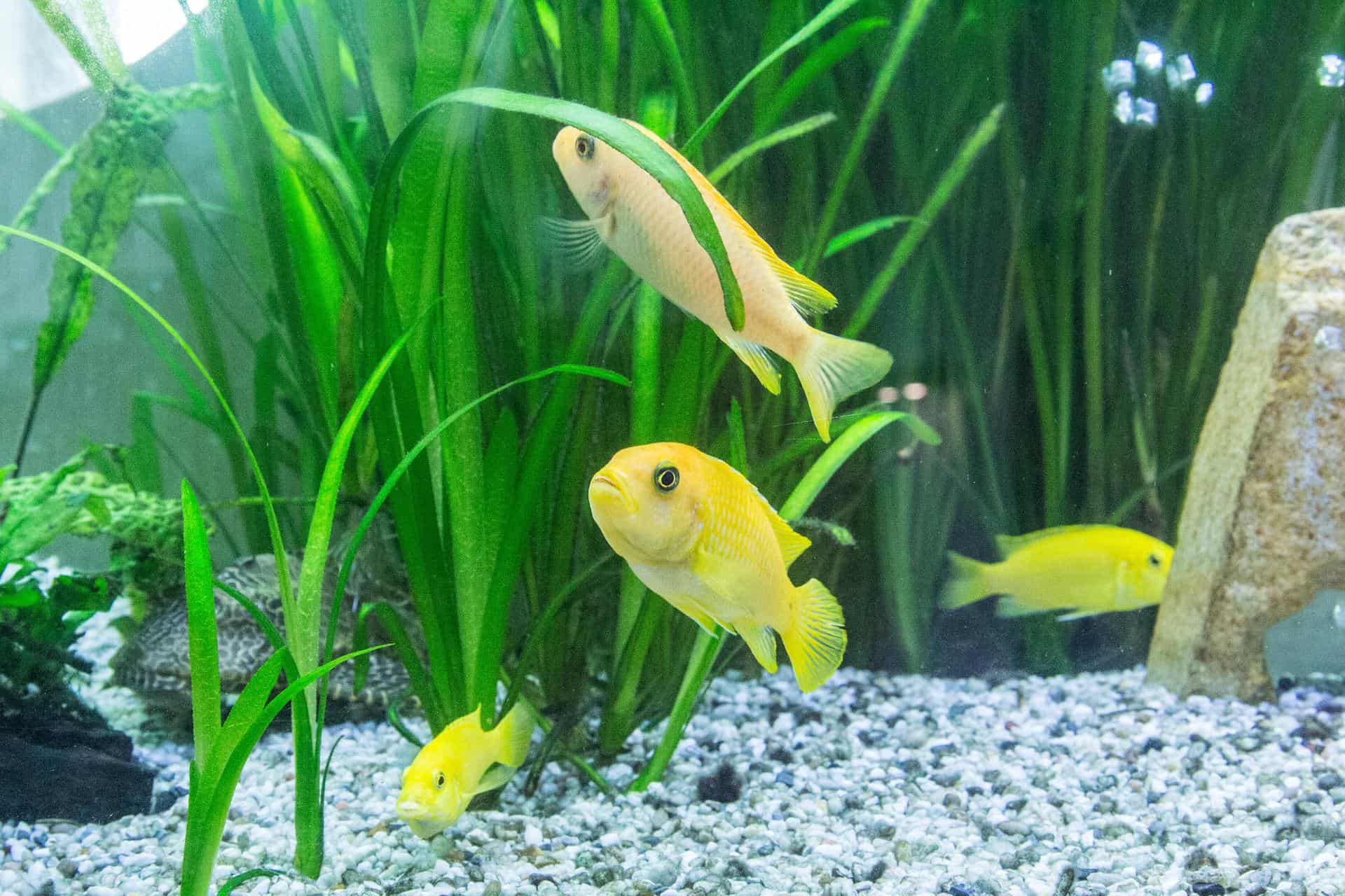 how-many-tropical-fish-in-a-60-litre-tank-good-fish-keeper