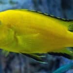 Electric Yellow Cichlid