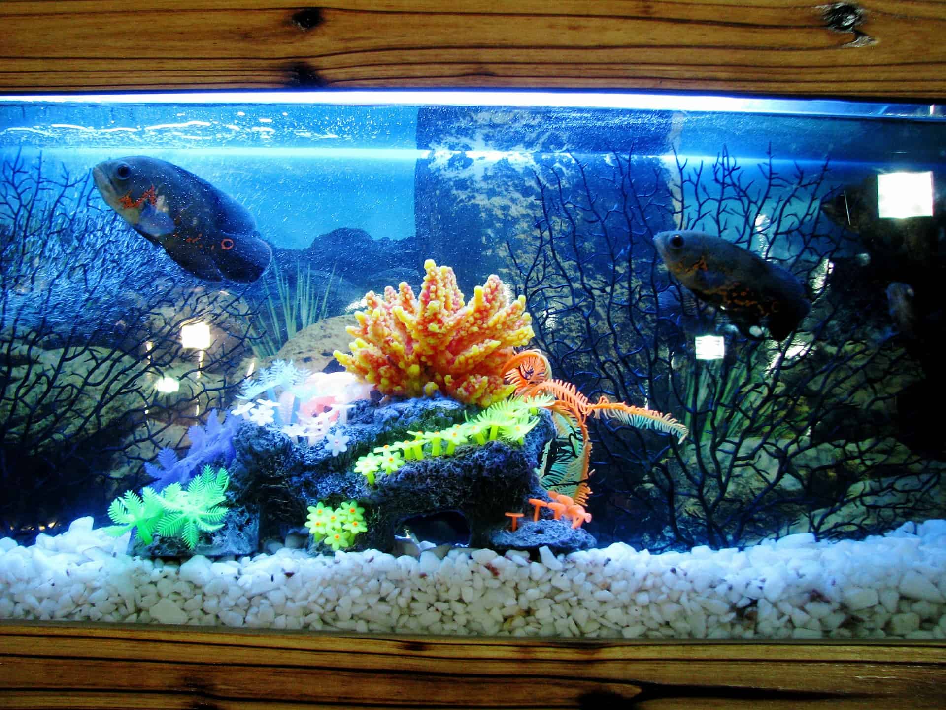 how-much-electricity-does-a-tropical-fish-tank-use-good-fish-keeper