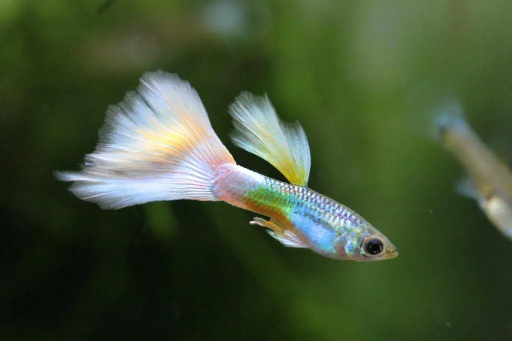 Colorful Guppy Fish