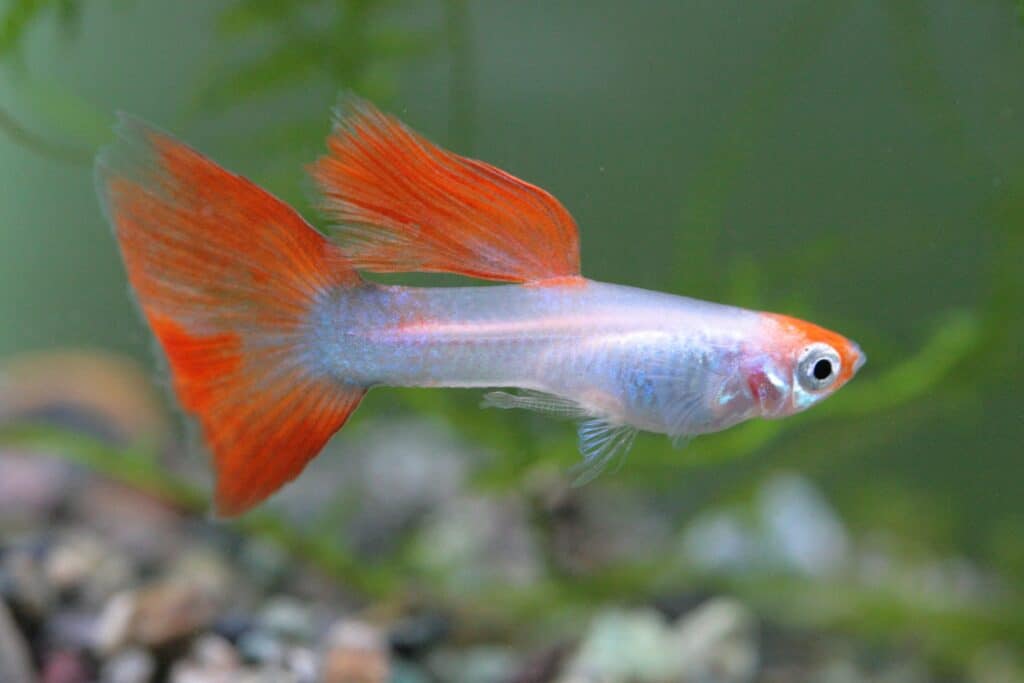 Orange Tailed Guppy