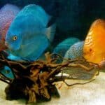 Tropical Discus Fish
