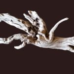 Driftwood