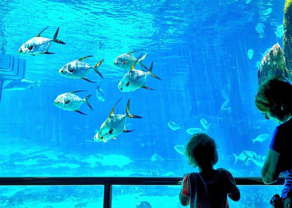 Fresh Water Aquarium