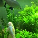 Fresh Water Plants