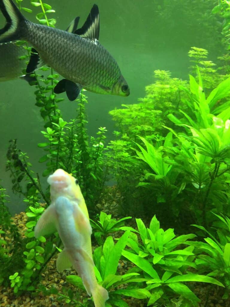Fresh Water Plants