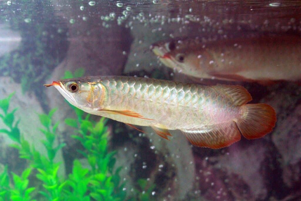 Tropical Arowana Fish