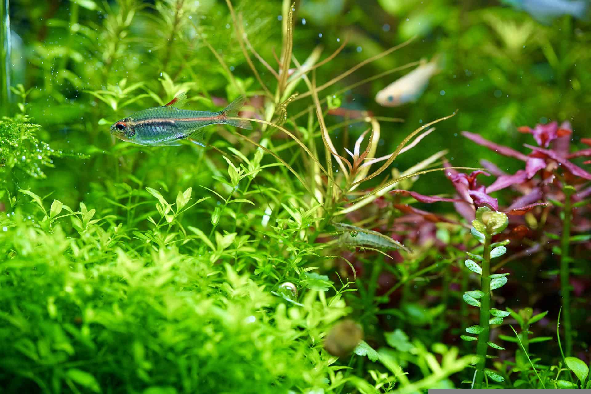 How Do You Fertilize Aquarium Plants Without Harming Fish? Good Fish