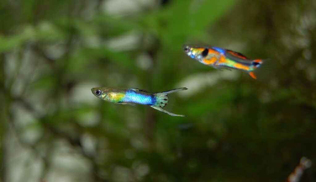 Two Colourful Guppies