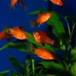 Healthy Platy Fish