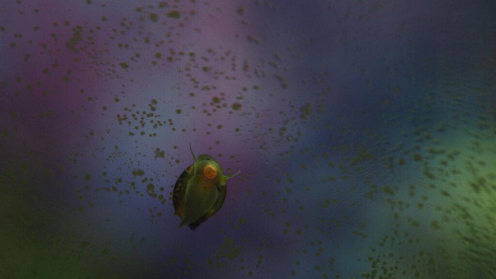 Algae on glass