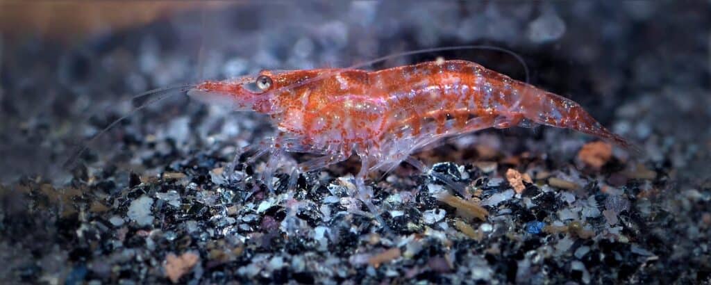 Red Shrimp
