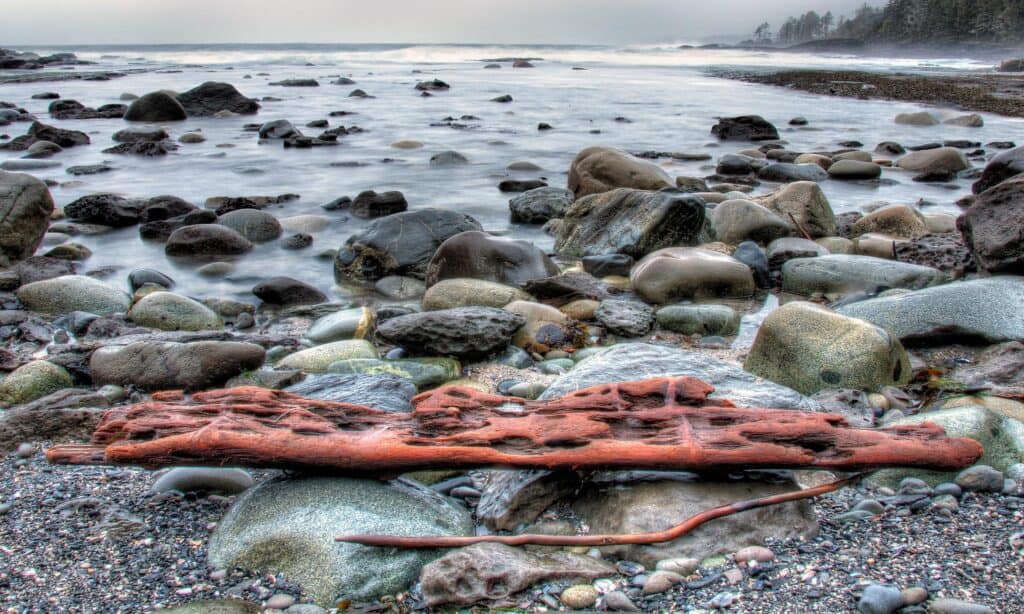 DRIFTWOOD BY RIVER