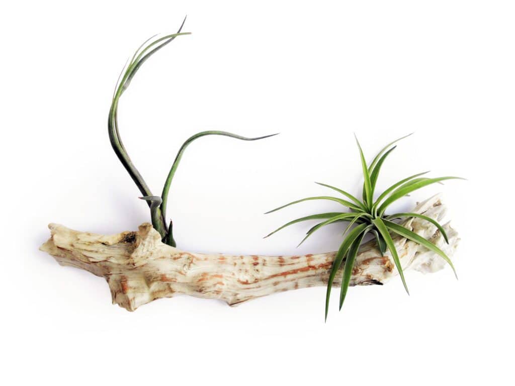 DRIFTWOOD