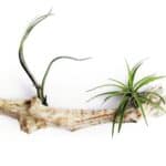 DRIFTWOOD