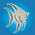 jewel angel fish