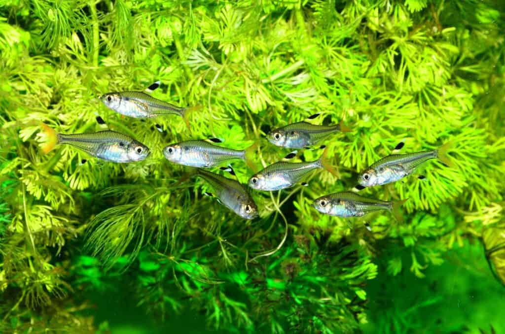 X-ray Tetra