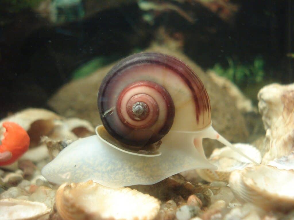 snail