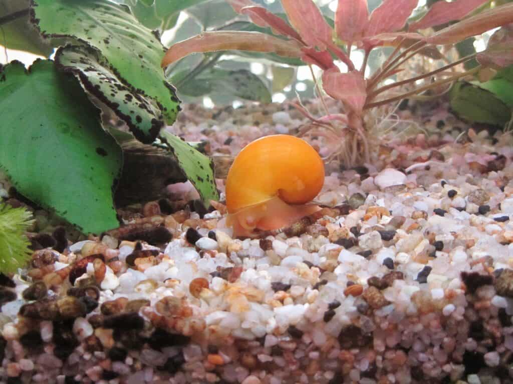 Apple snail