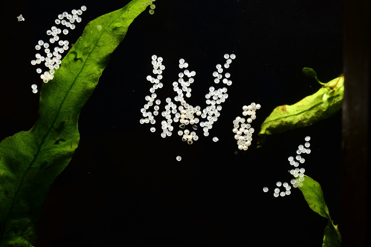 The Process of Tropical Fish Laying Eggs - Good Fish Keeper