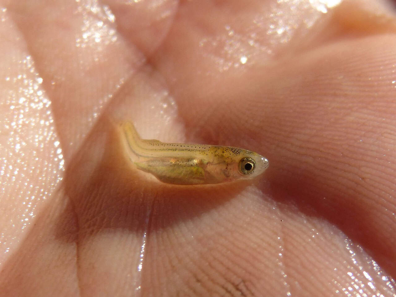 What Is the Average Lifespan of Tropical Fish? Good Fish Keeper