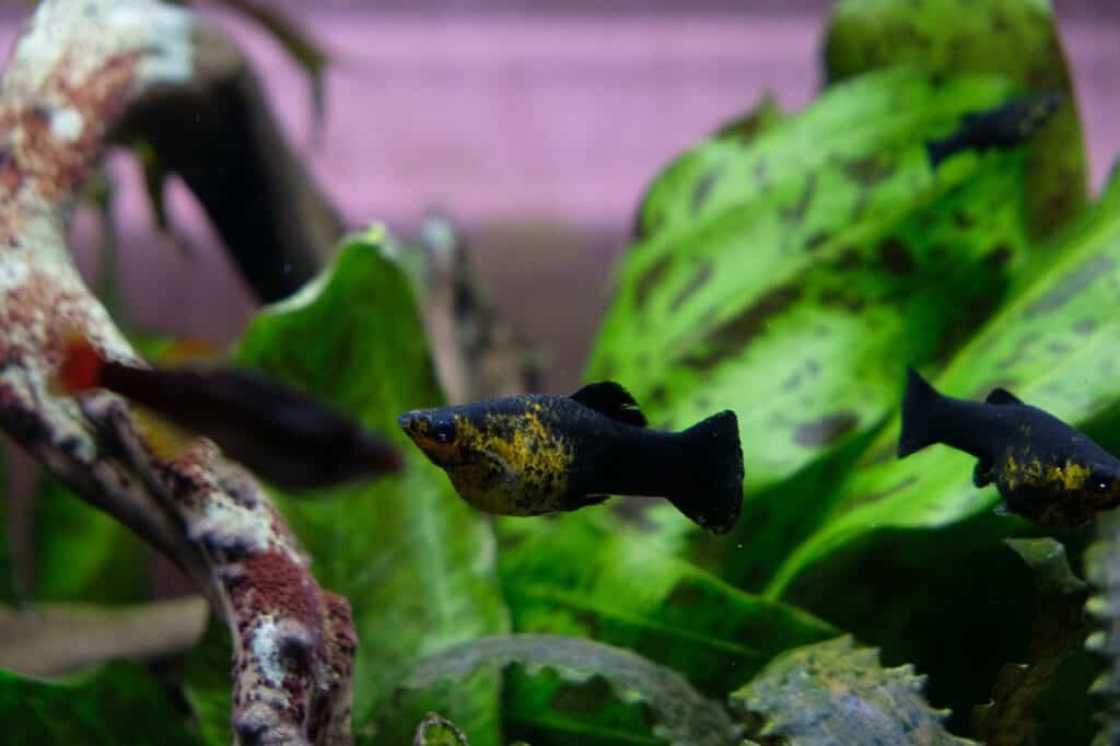 Pregnant Molly fish