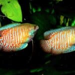 dwarf gourami