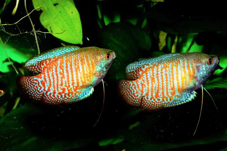 What Is the Best Temperature Tropical Fish Good Fish Keeper