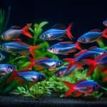 Bloodfin tetra