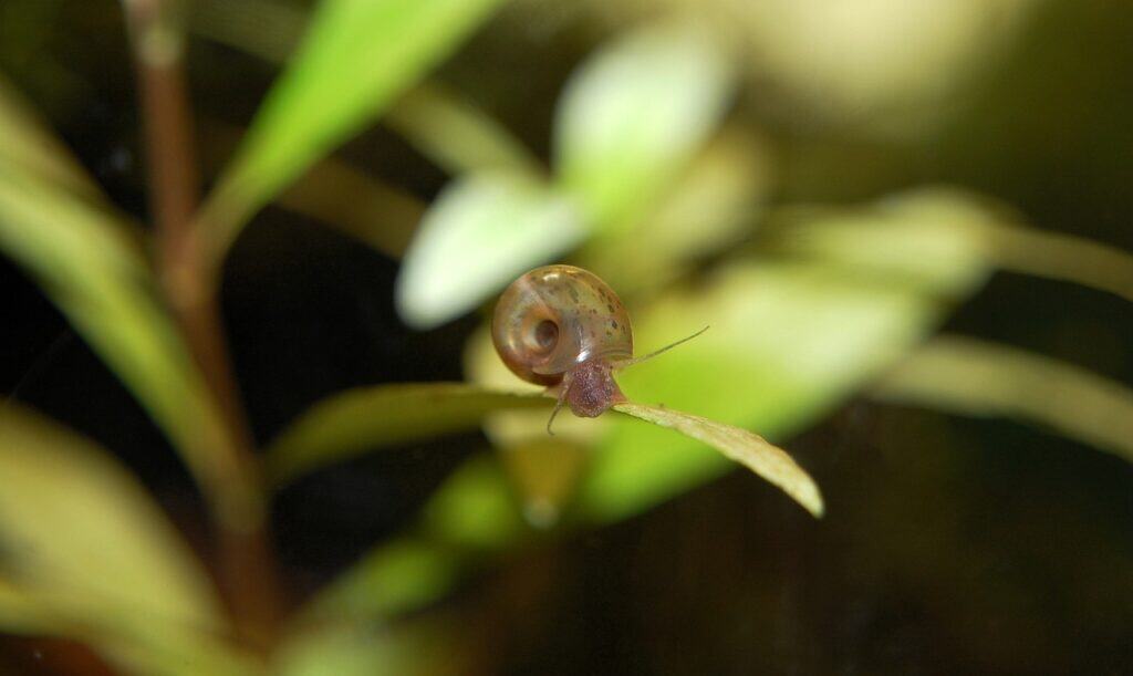 posthorn snail