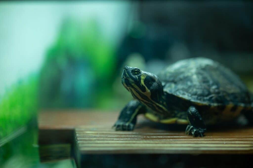 turtle