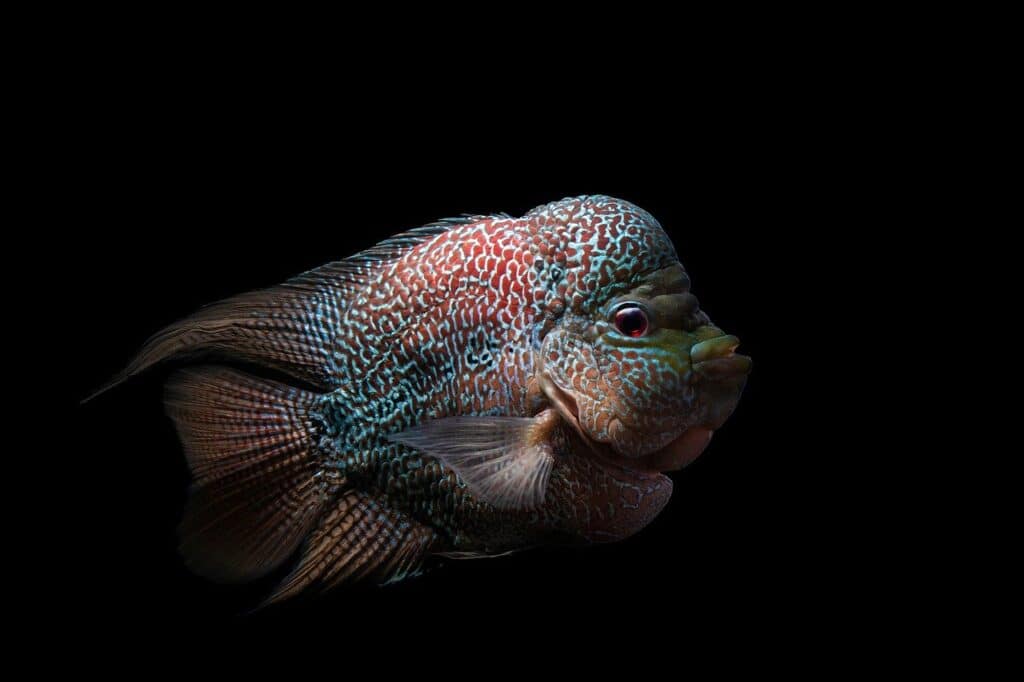 flowerhorn
