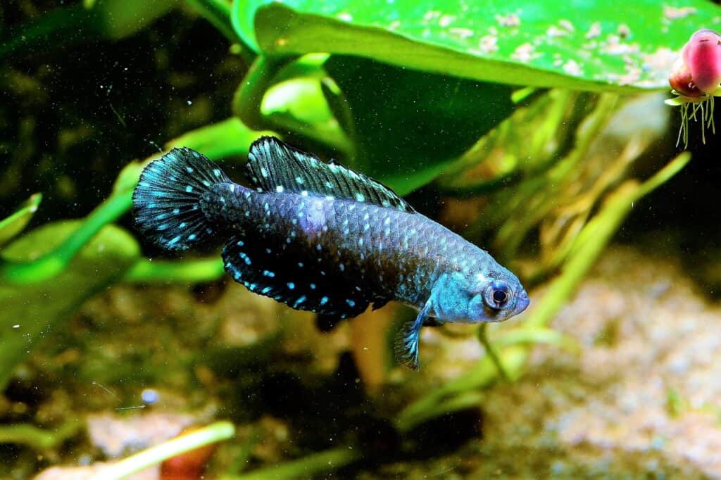 killifish